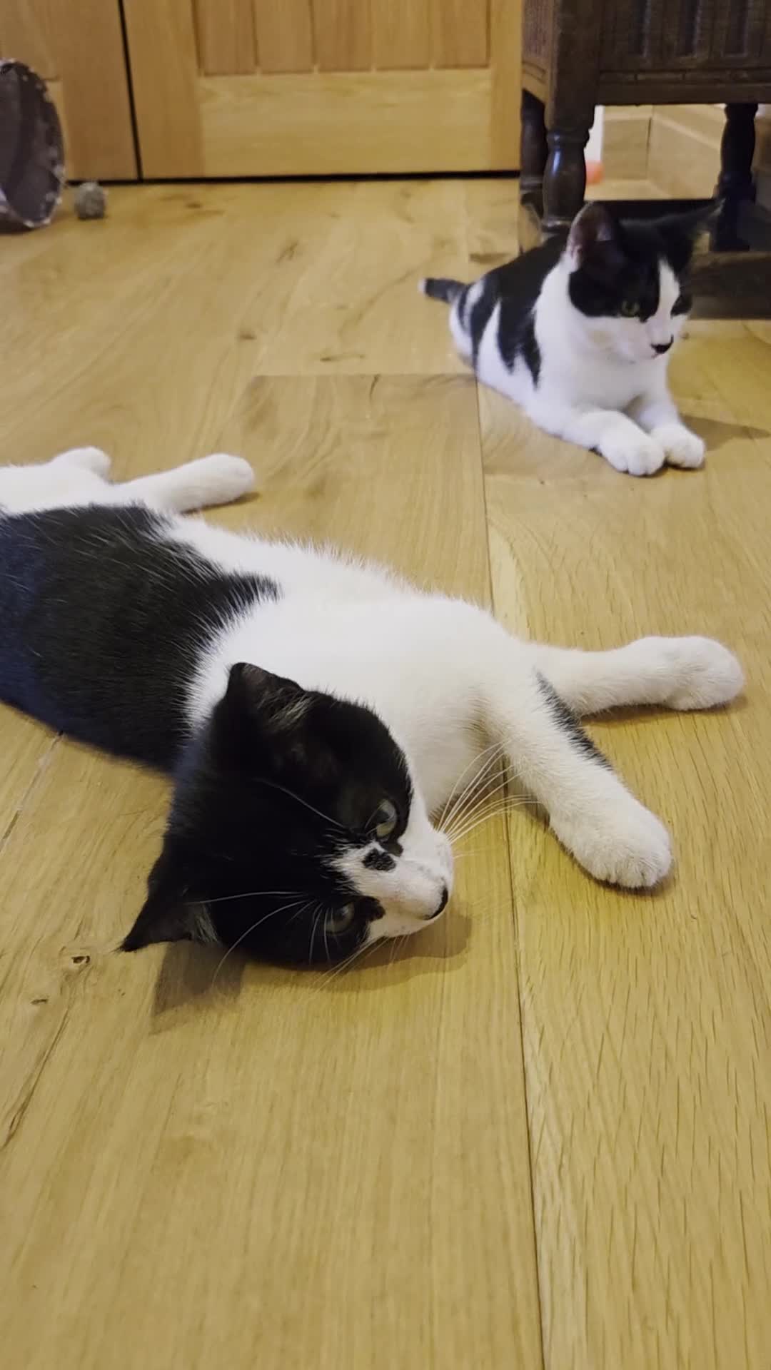 Domestic Shorthair cats for sale: Dynamic Duo Looking for an Outdoor Adventure! in Hook - Video 1