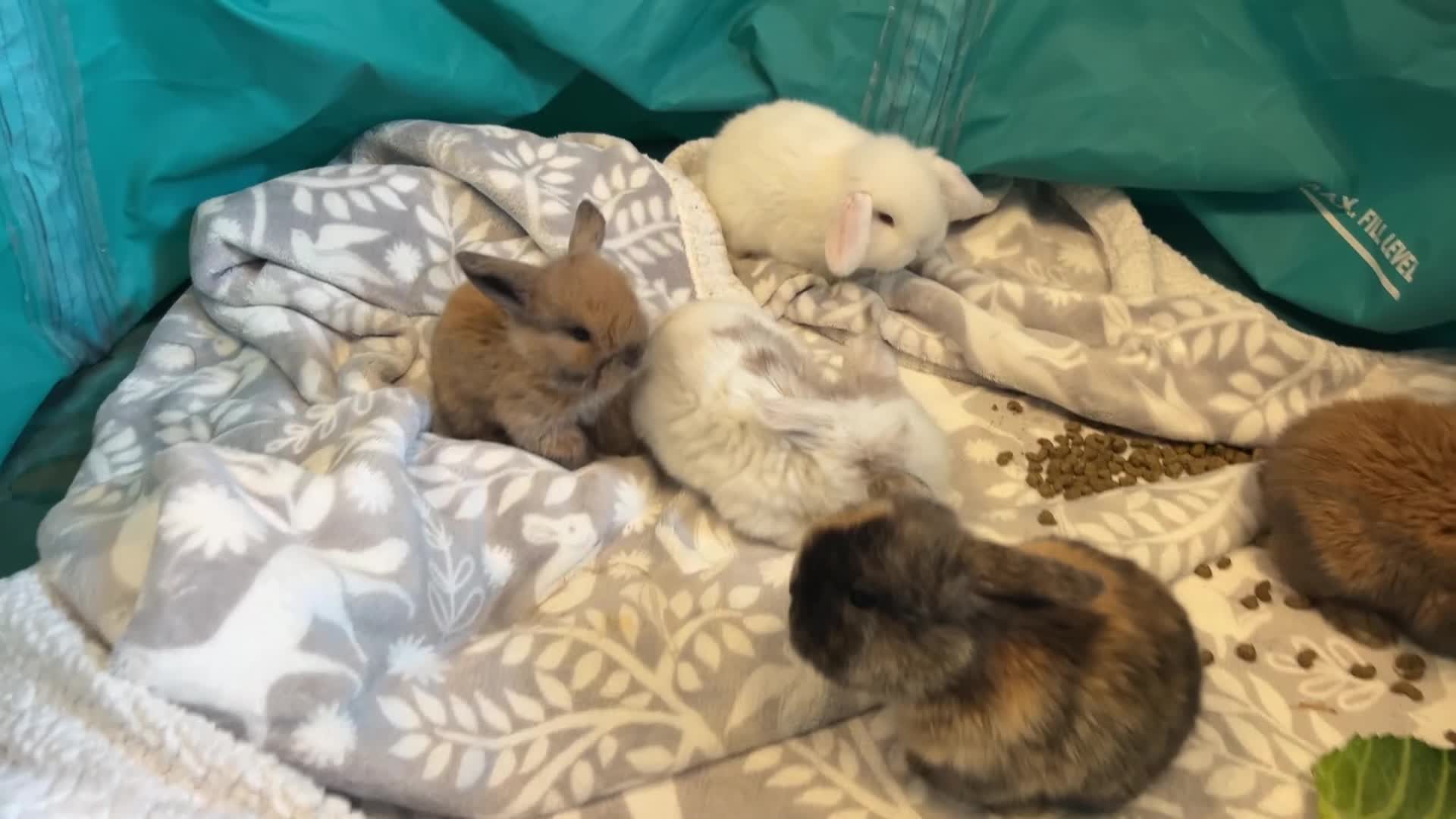 Mini Lop rabbits for sale: Pure Mini Lop Baby Rabbits  - Video 2