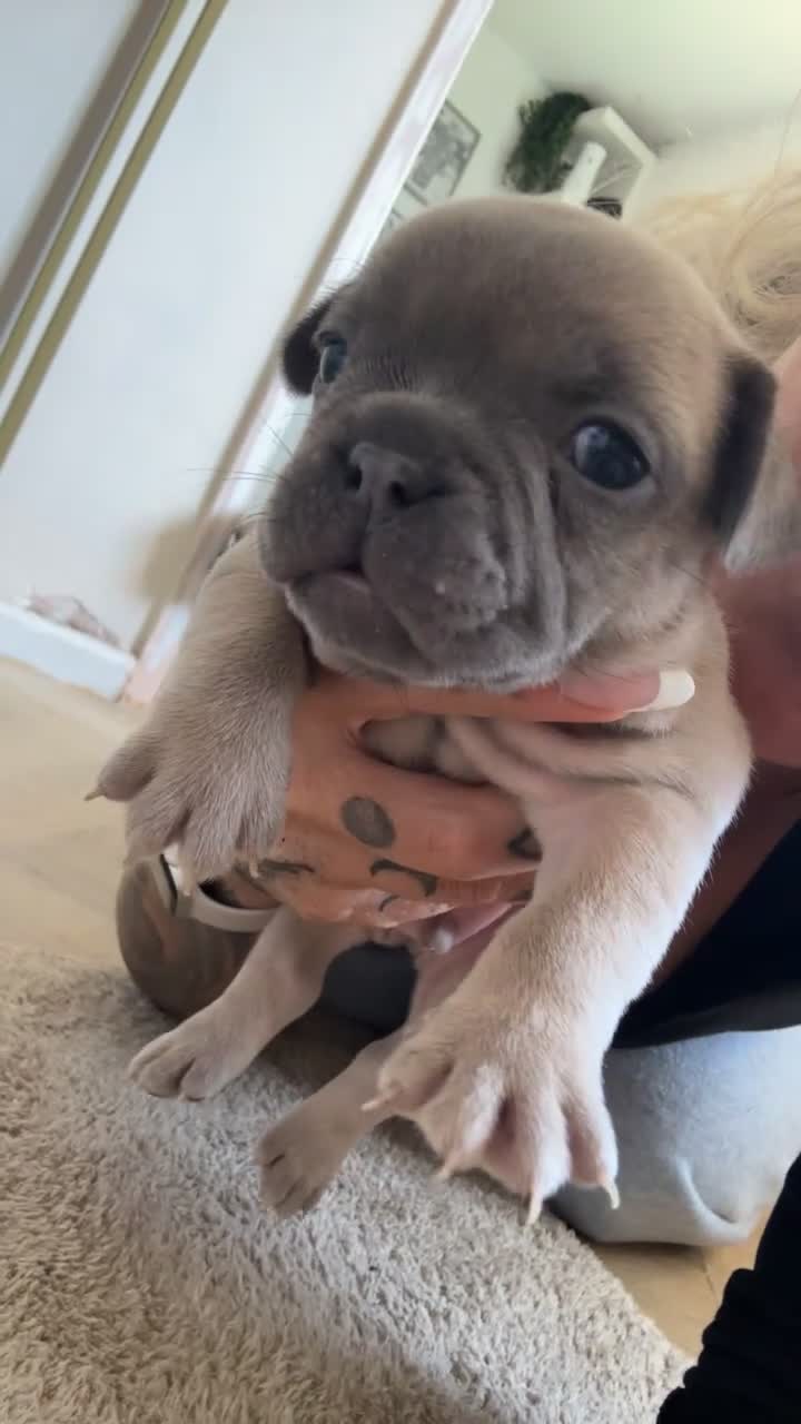 French Bulldog dogs for sale: Adorable French bulldog puppies in Taunton - Video 1