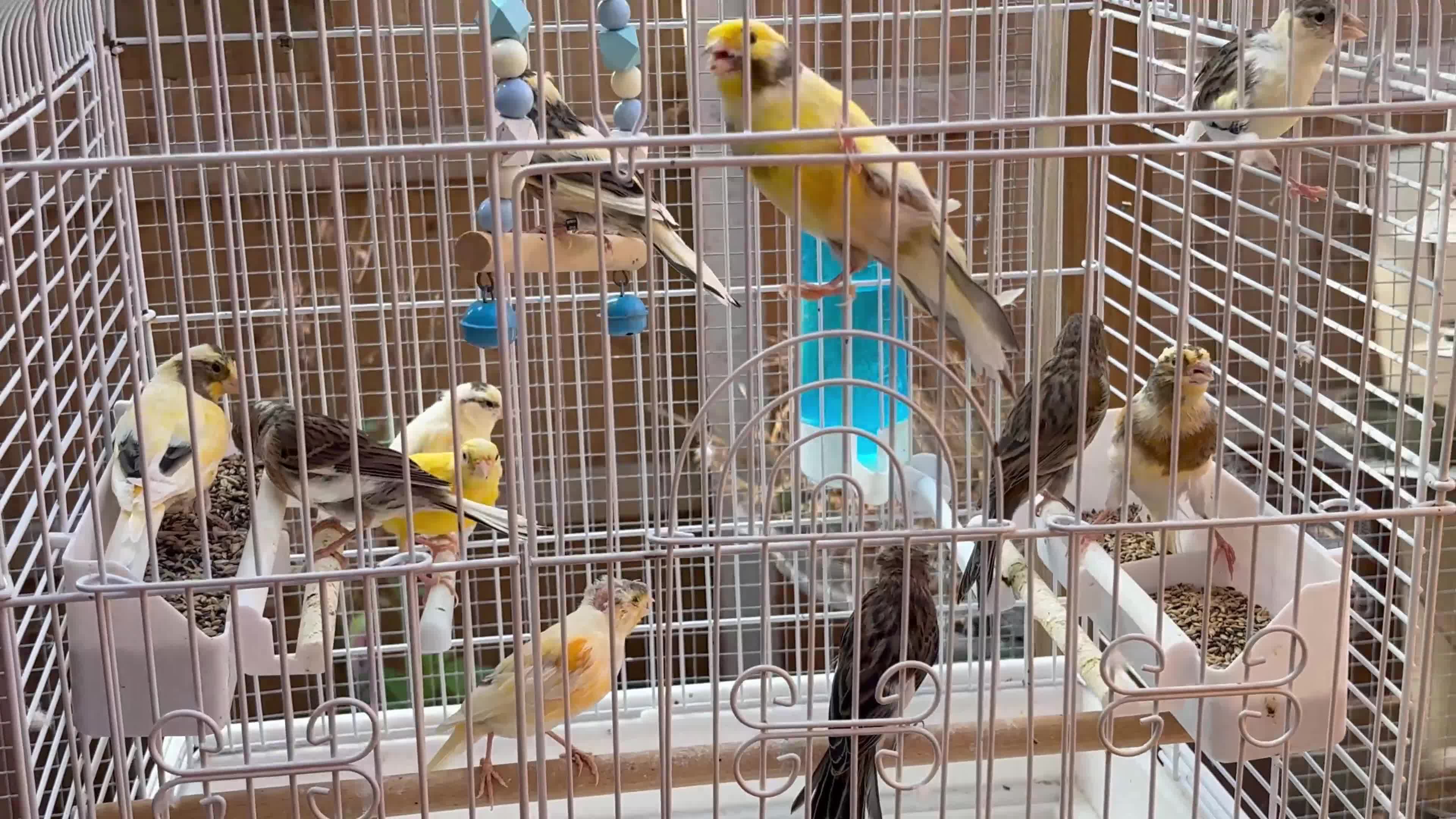 Mixed Breed birds for sale: Canary’s, finches and accessories  - Video 4