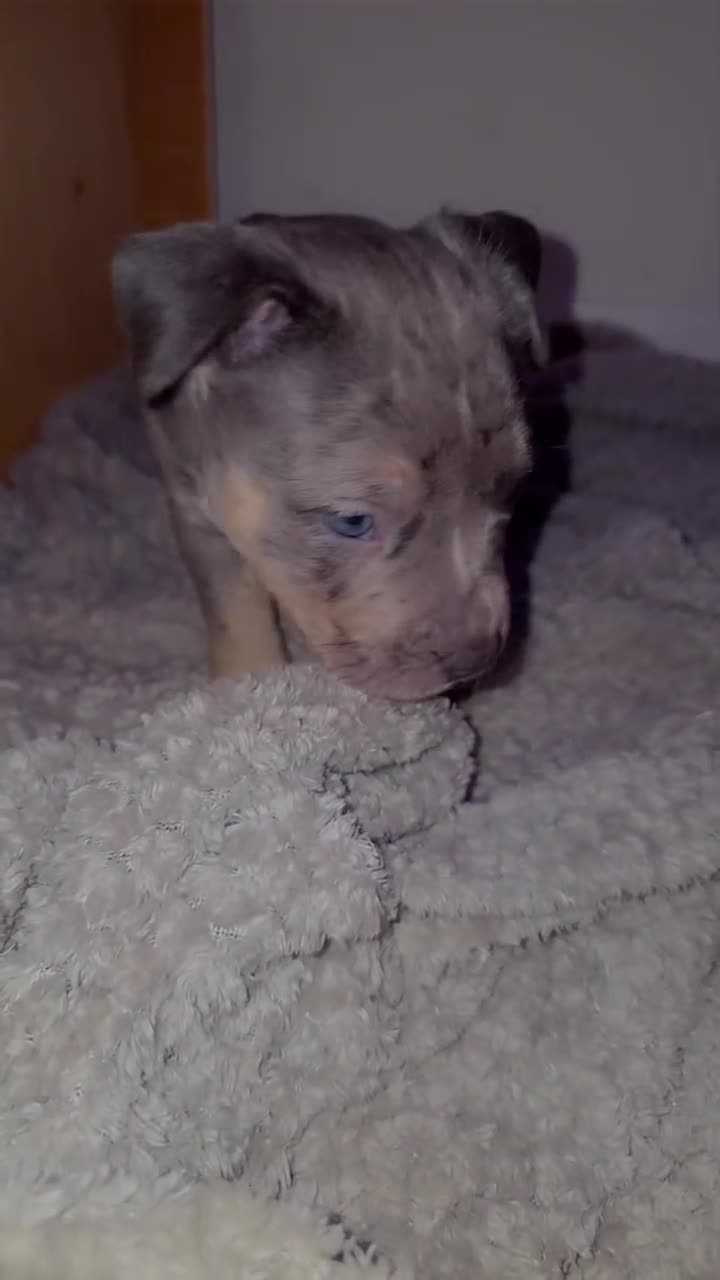 American Bully dogs for stud: 🐾 BUGZY THE AMERICAN BULLY STUD🐾 - Video 2