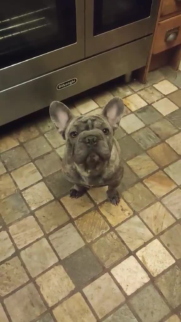 French Bulldog dogs for adoption: Super friendly Lola for adoption  - Video 3