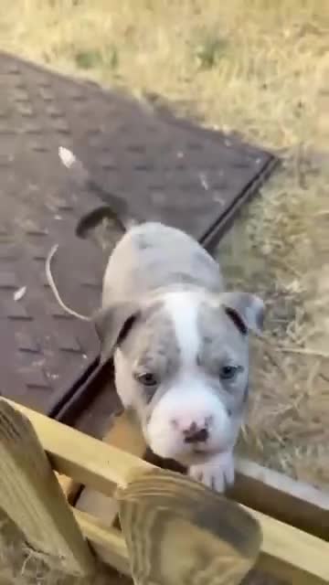 American Bully dogs for sale: Pocket Bullies only 3 girls 1 boy left  in Addlestone - Video 1
