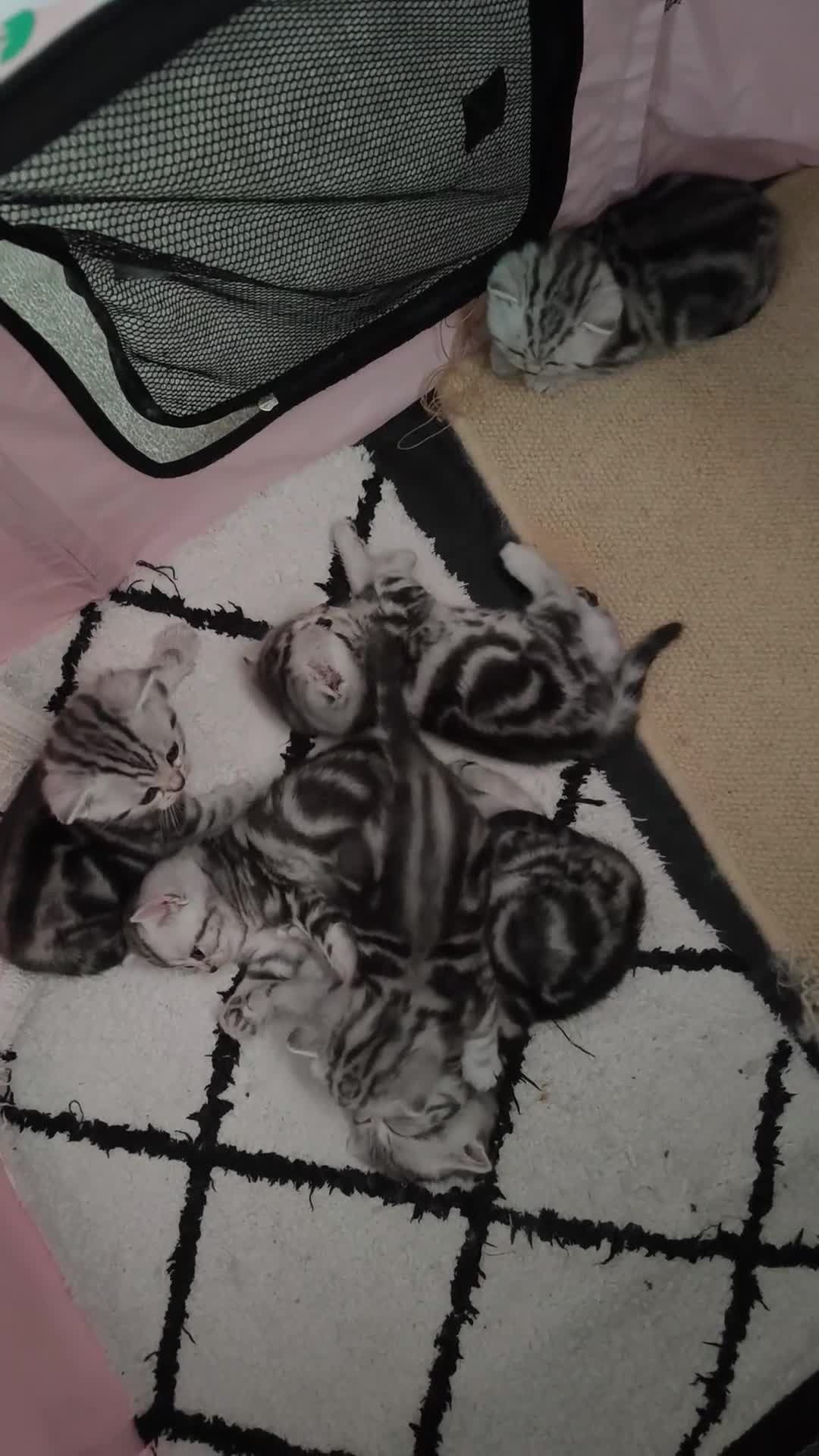 Scottish Fold cats for sale: Silver Tabby Scottish Fold Kittens: Rare&Stunning - Video 1