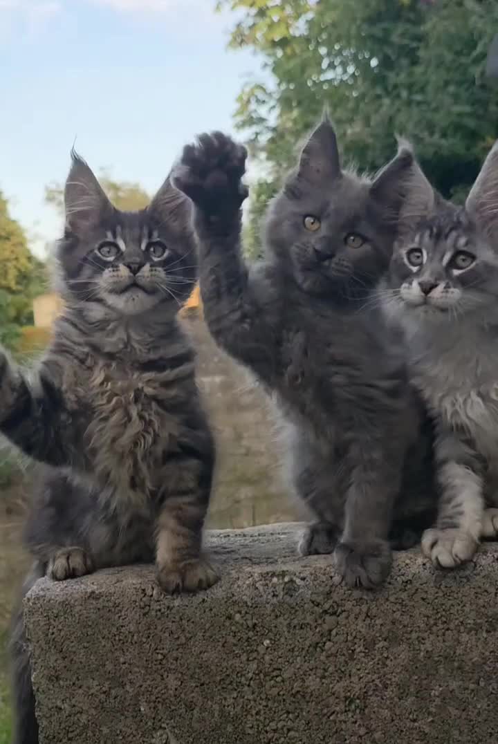 Maine Coon cats for sale: ✅✅❤️Show Quality Registered Maine Coon Kittens❤️✅✅ - Video 3