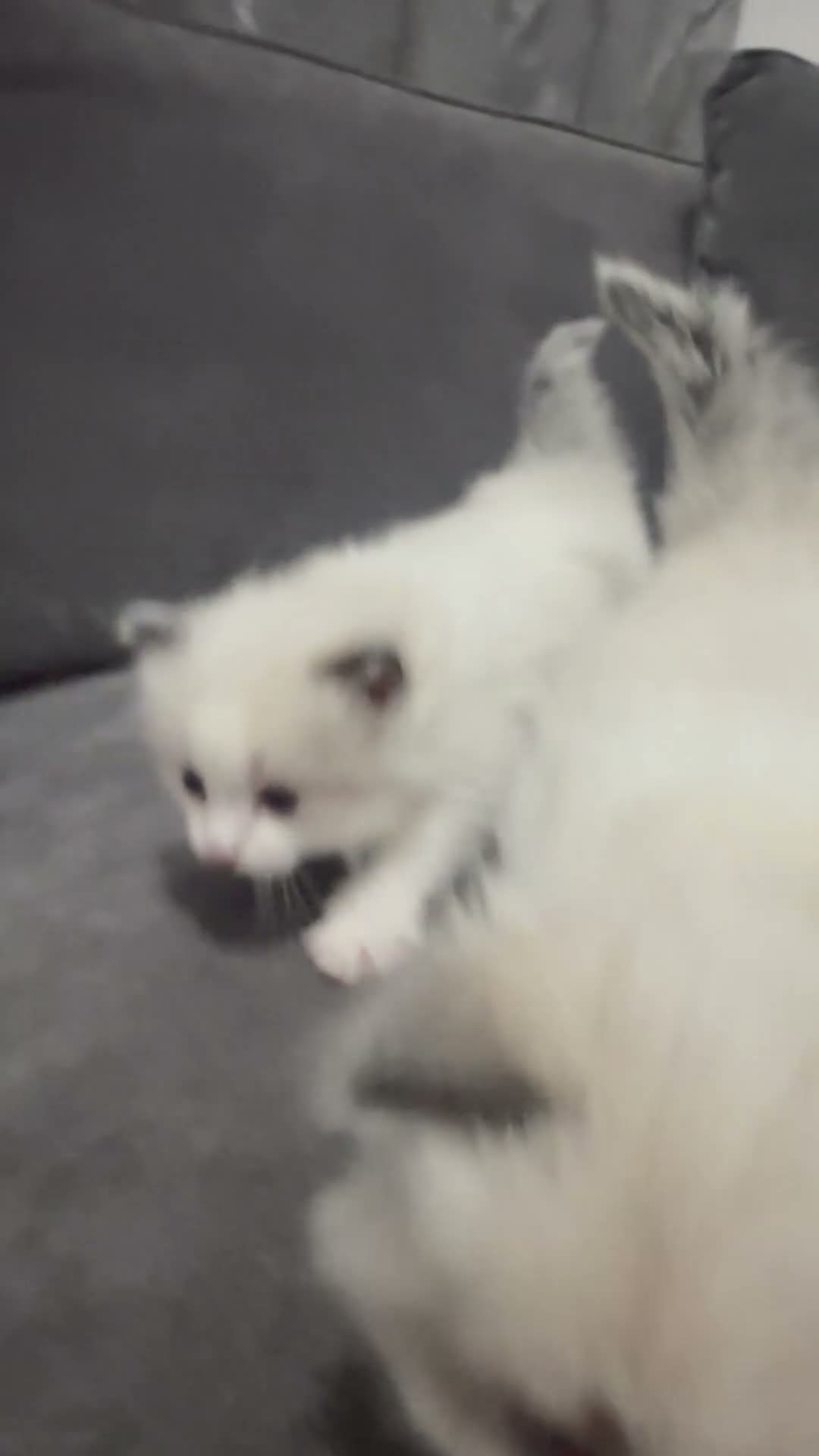 Ragdoll cats for sale: Stunning 3/4 Ragdolls Kittens - Video 1
