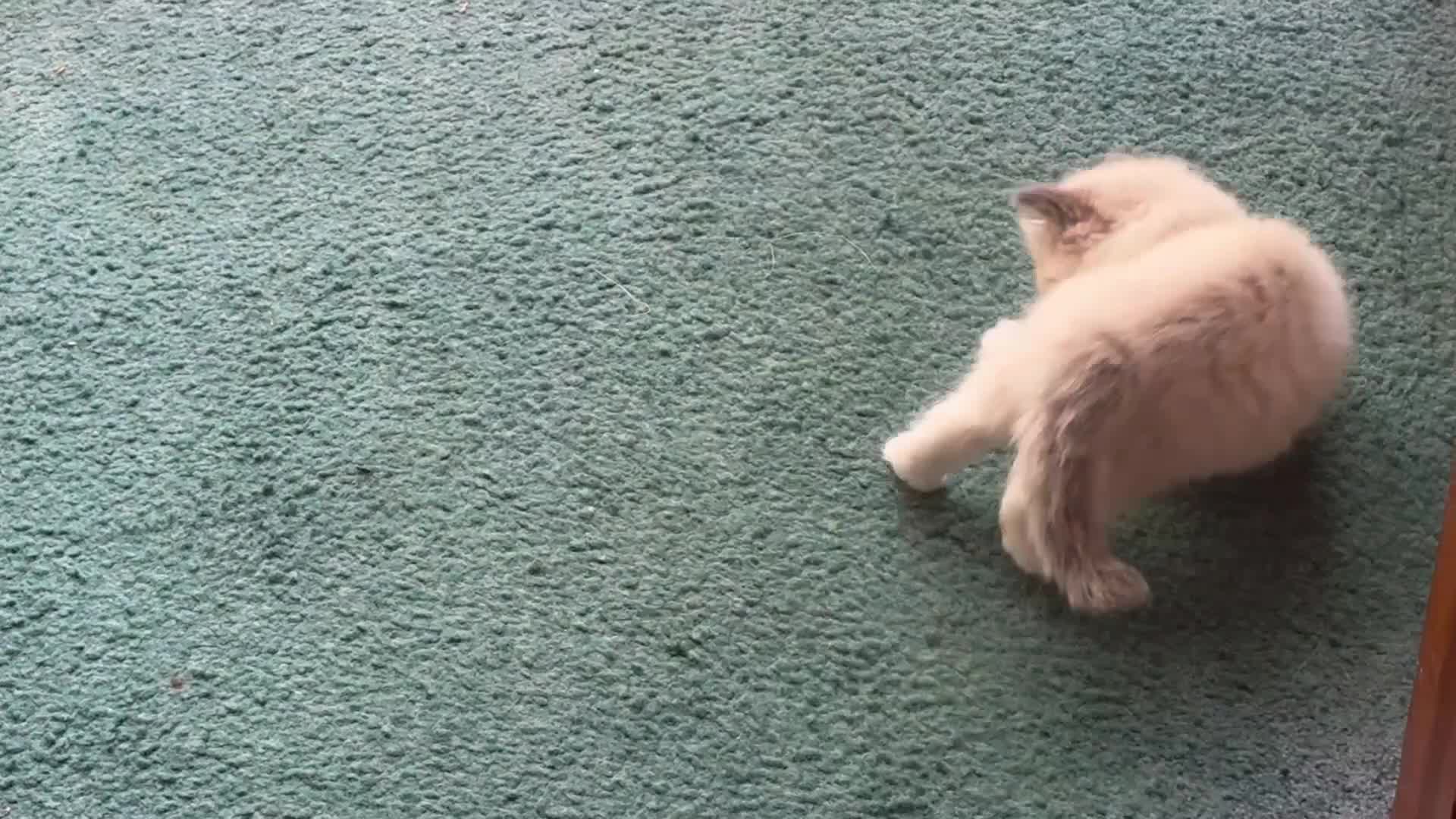 Ragdoll cats for sale: Gorgeous pedigree Ragdoll Kittens  - Video 1