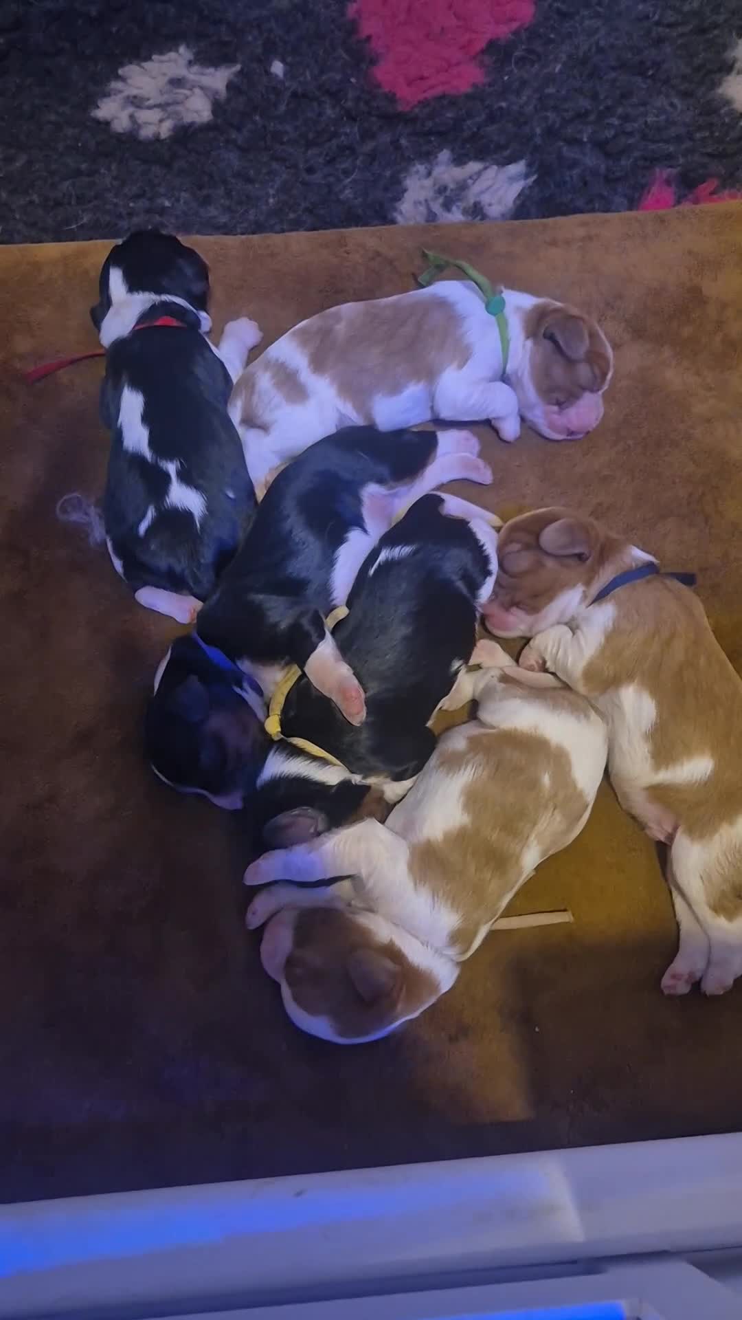 Cavalier King Charles Spaniel dogs for sale: kc, health tested, ckcs - Video 1