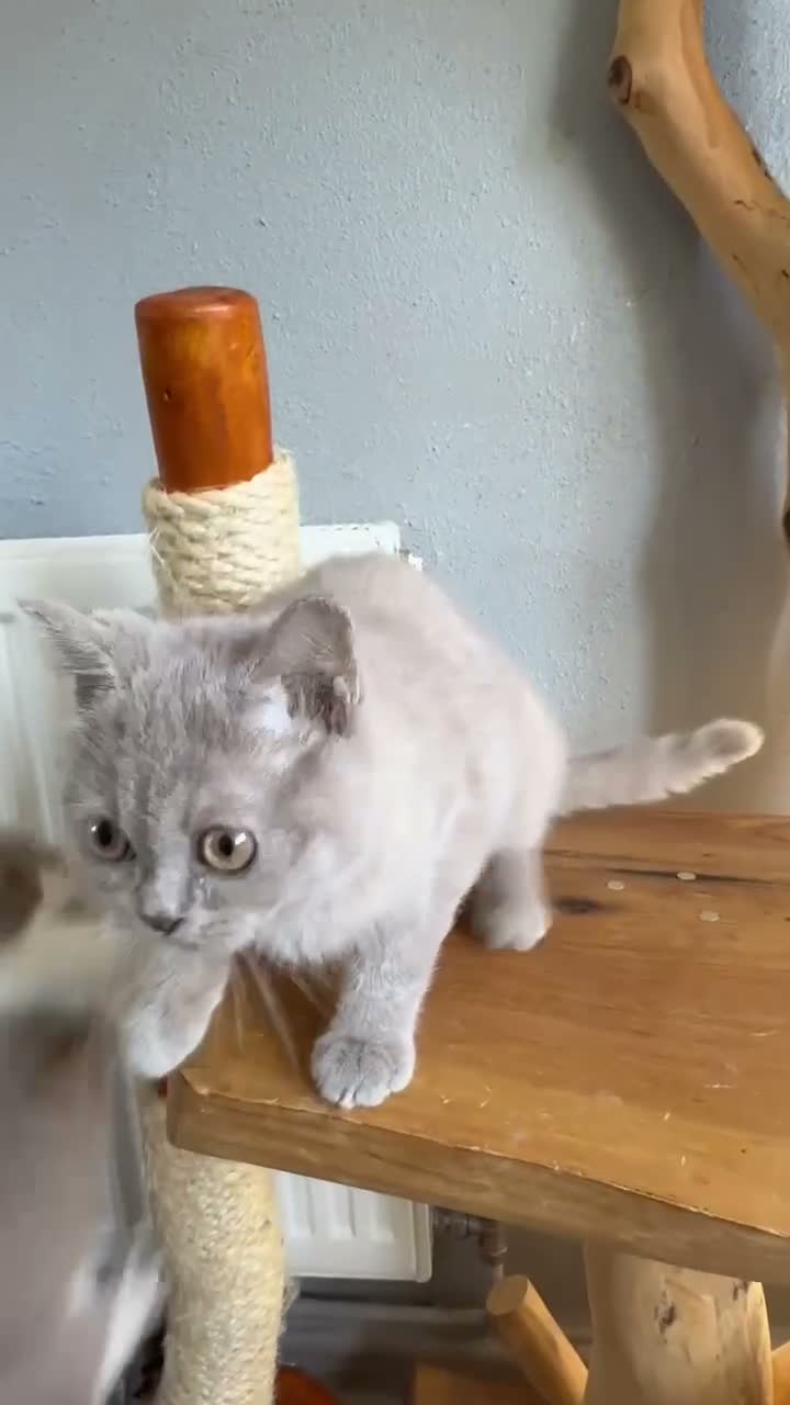 British Shorthair cats for sale: TICA British Shorthair  - Video 1