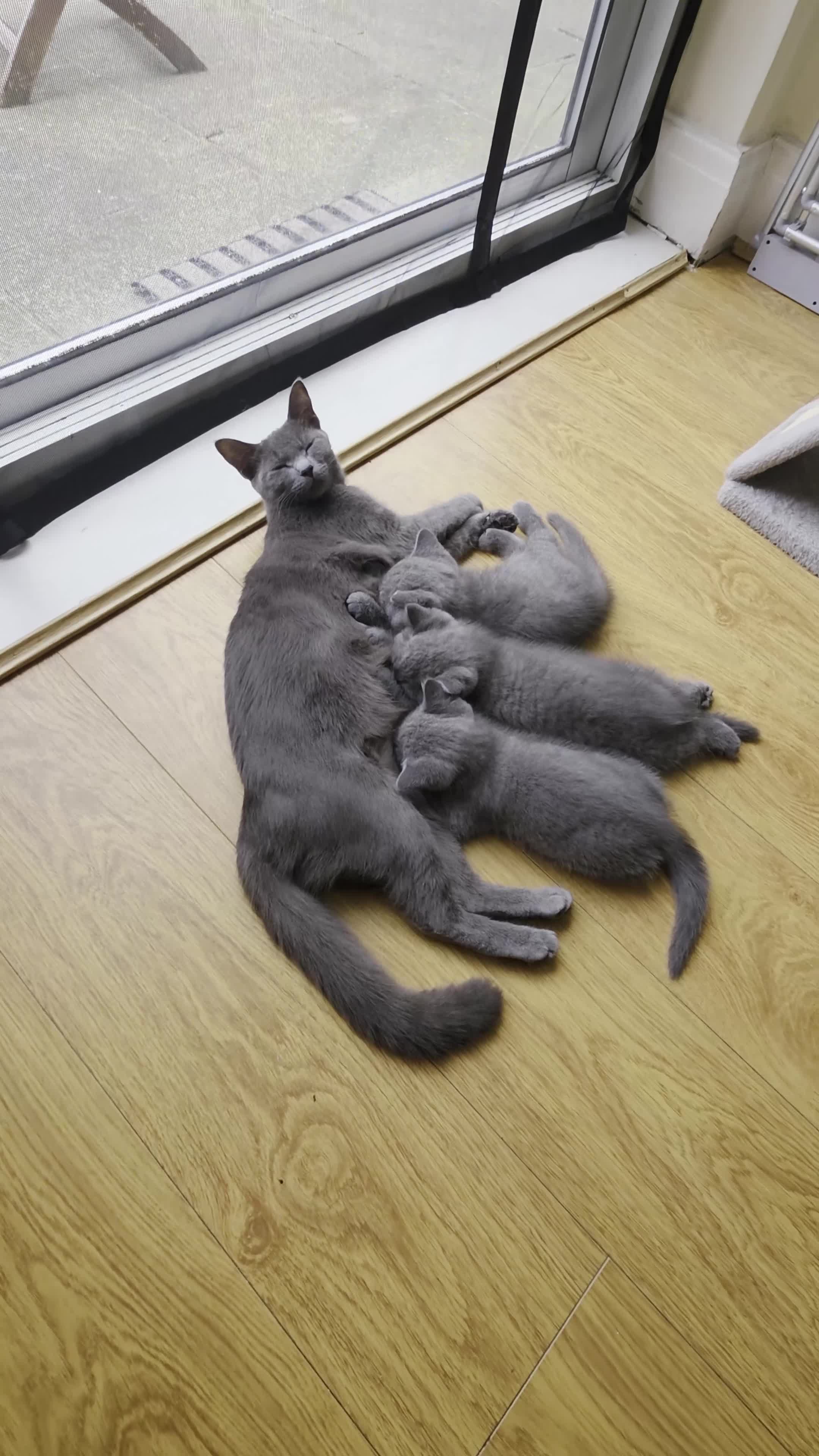 Mixed Breed cats for sale:  Russian Blue x British Shorthair Mix Kittens  in Harrow - Video 2