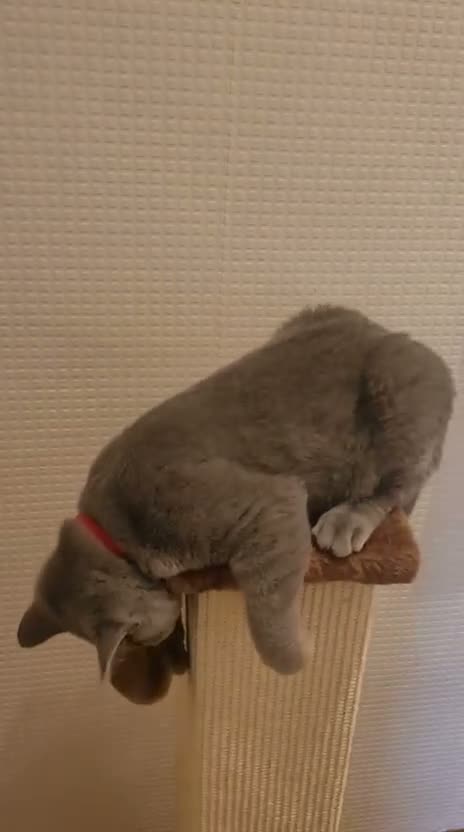 British Shorthair cats for sale: British Short Hair Kittens Ready To Go  - Video 2