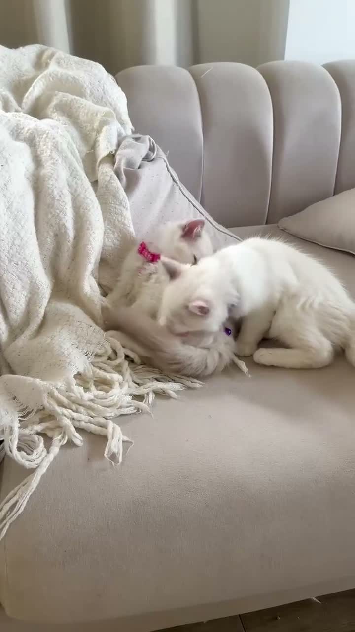 Ragdoll cats for sale: Adorable Playful and Cuddly Pedigree Ragdolls! - Video 1