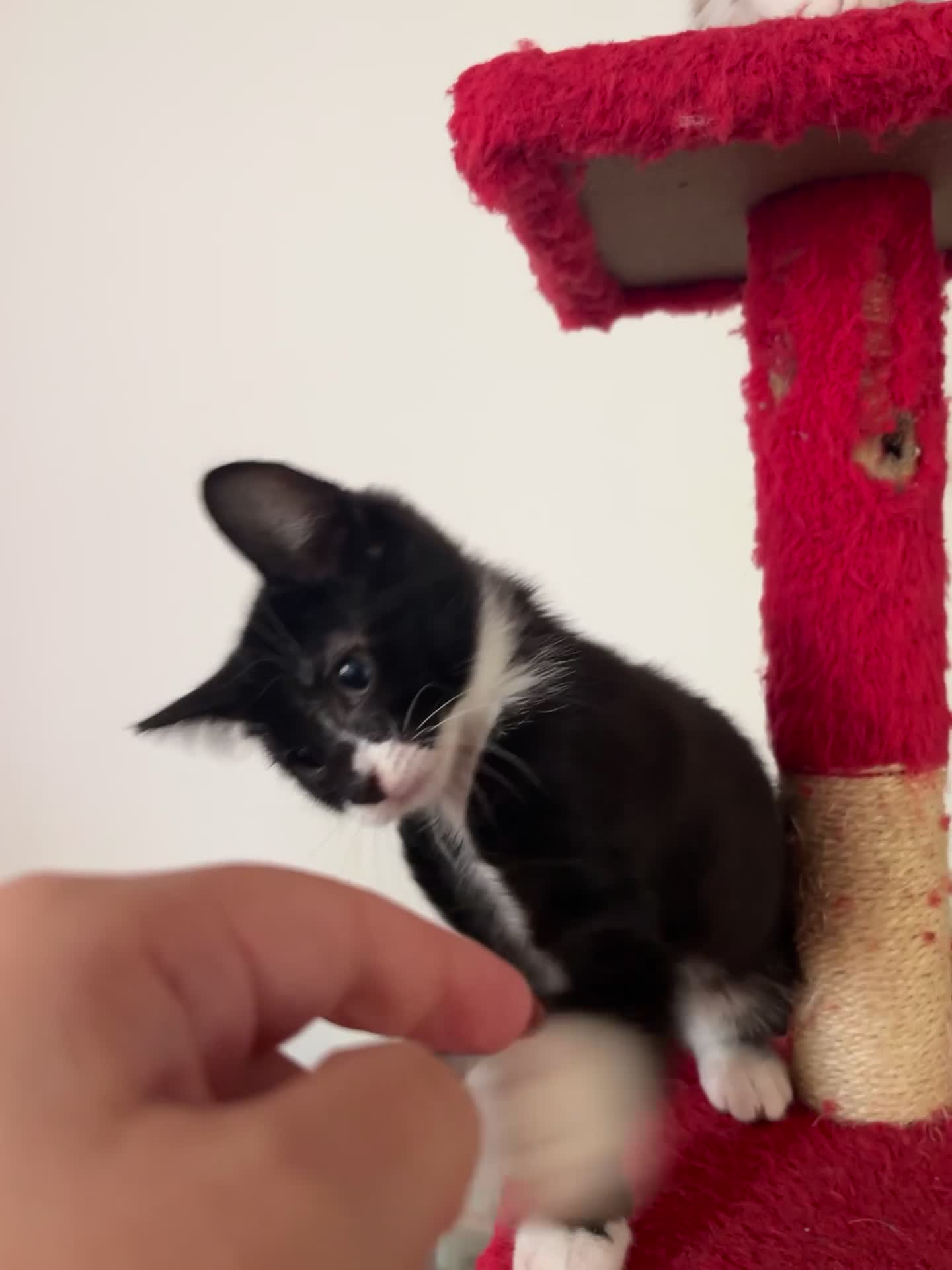 Mixed Breed cats for sale: 😻💚🩵💙🧡💛😻 - Video 4