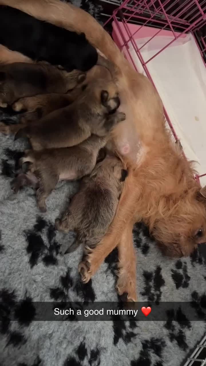Mixed Breed dogs for sale: 6 beautiful puppies for sale, 3 female and 3 male - Video 1