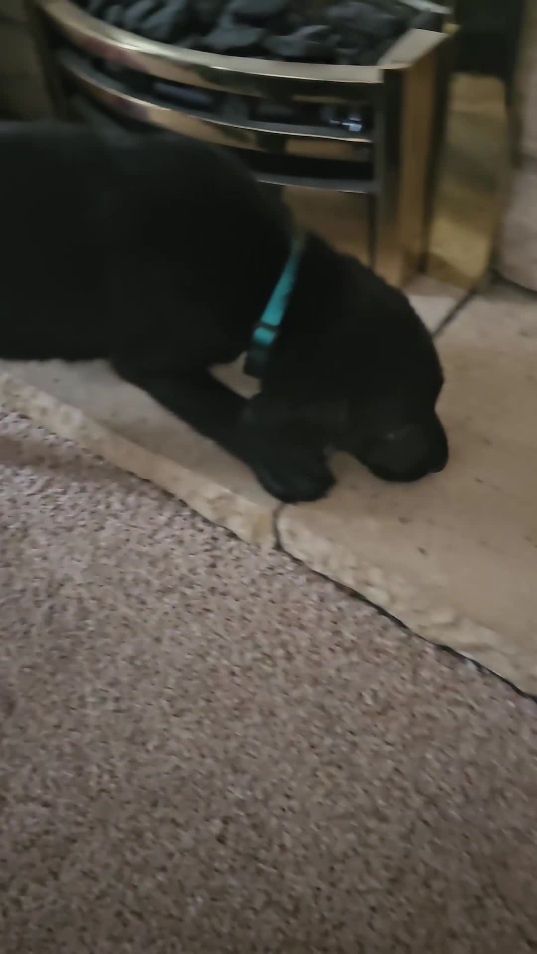 Labrador Retriever dogs for sale: KC registered outstanding labdrador puppies  - Video 2