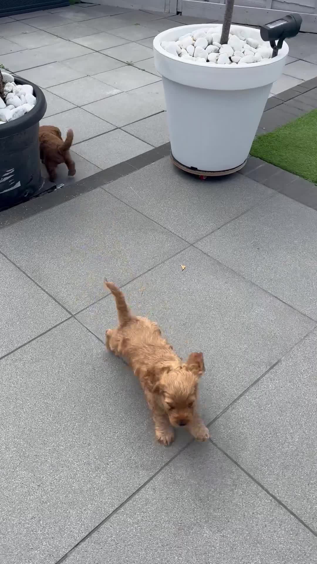 Cockapoo dogs for sale: Beautiful miniature F2 cockapoos - Video 2