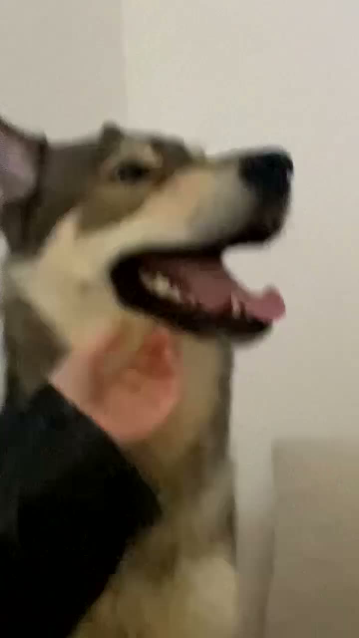 Mixed Breed dogs for sale: Husky mix - Video 2