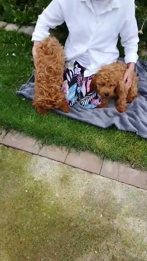 Cavapoo dogs for sale: 8 stunning Cavapoo 🐕‍🦺 puppies 🐕‍🦺 - Video 2