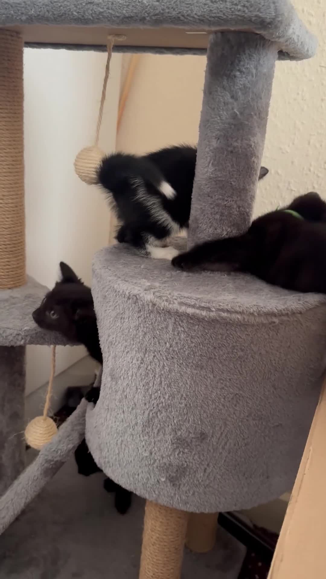 Mixed Breed cats for sale: 😻ONLY ONE BEAUTIFUL GIRL KITTEN LEFT!😻 - Video 2