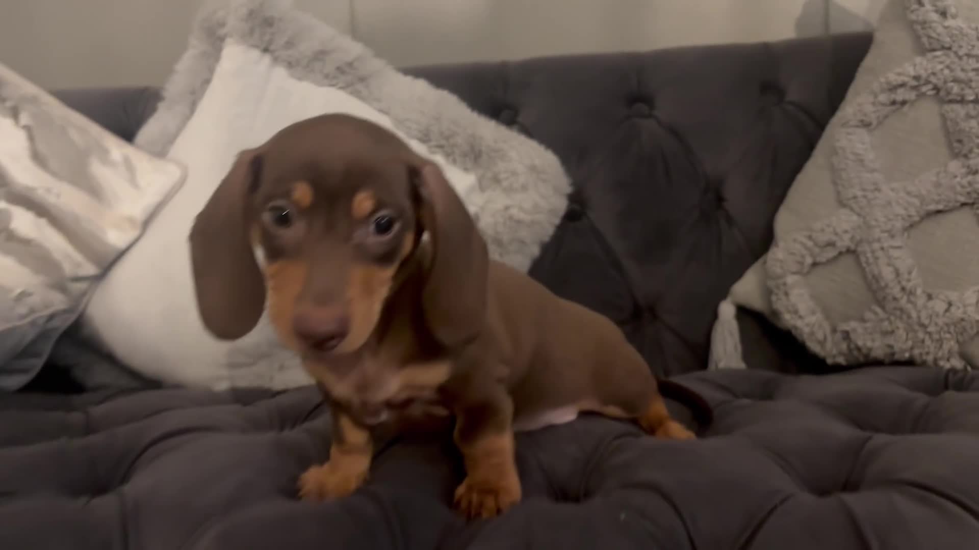 Miniature Dachshund dogs for sale: Kc reg min  Dachshund babies  - Video 1