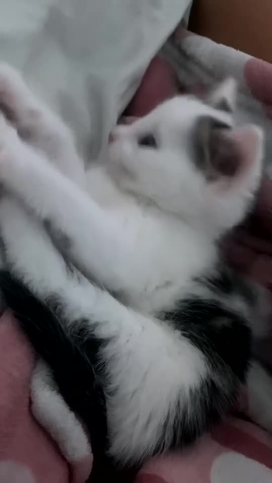 Mixed Breed cats for sale: Kittens for sale black and white mixed cuties - Video 2
