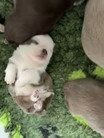Pug dogs for sale: Kc lilac and chocolate pugs 5 star licensed  - Video 2