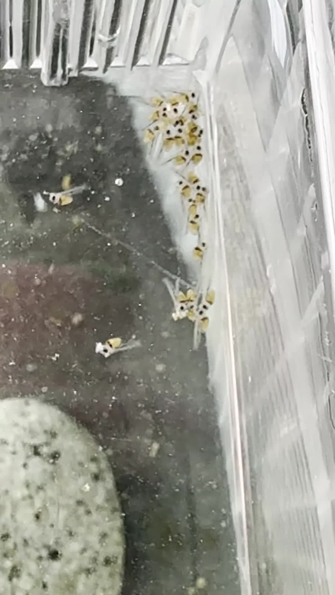 Cichlids fish for sale: Polar tiger cichlid for sale - Video 1