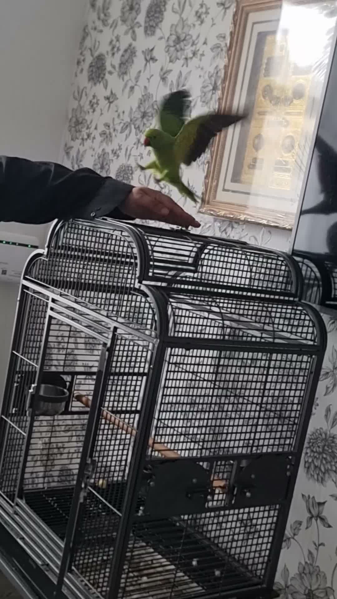 Parrots birds for sale: Beautiful ringneck talking parrot  - Video 3