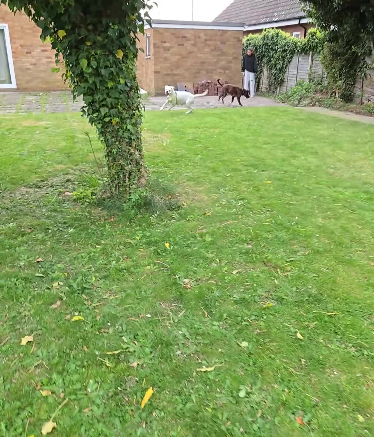 Boxer dogs for sale: Boxer puppies looking for their forever homes  - Video 1