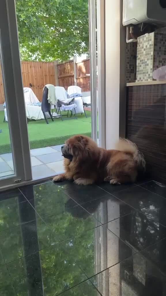 Chow Chow dogs for sale: Chow chow male cinnamon 5 years old - Video 1