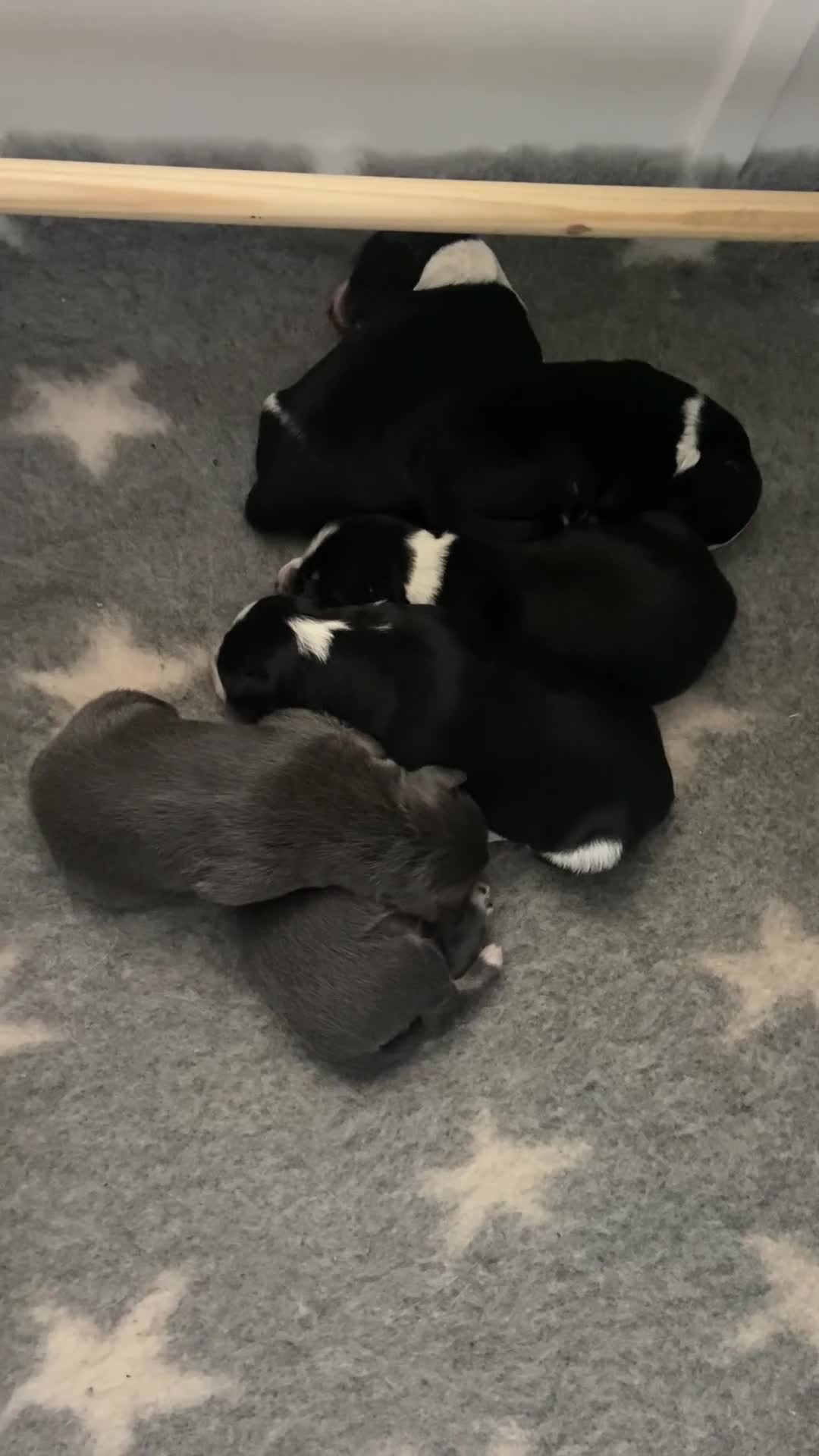 Border Collie dogs for sale: 6 gorgeous high quality Border Collie Puppies  - Video 5