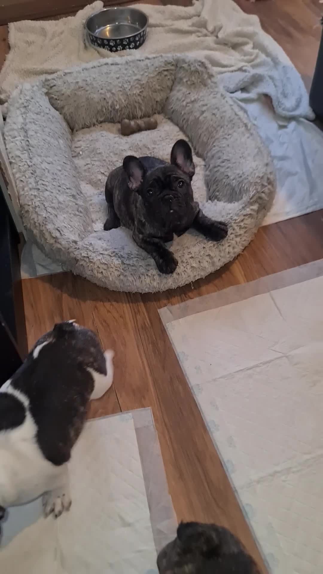 French Bulldog dogs for sale: French bulldog puppies ready to go - Video 1