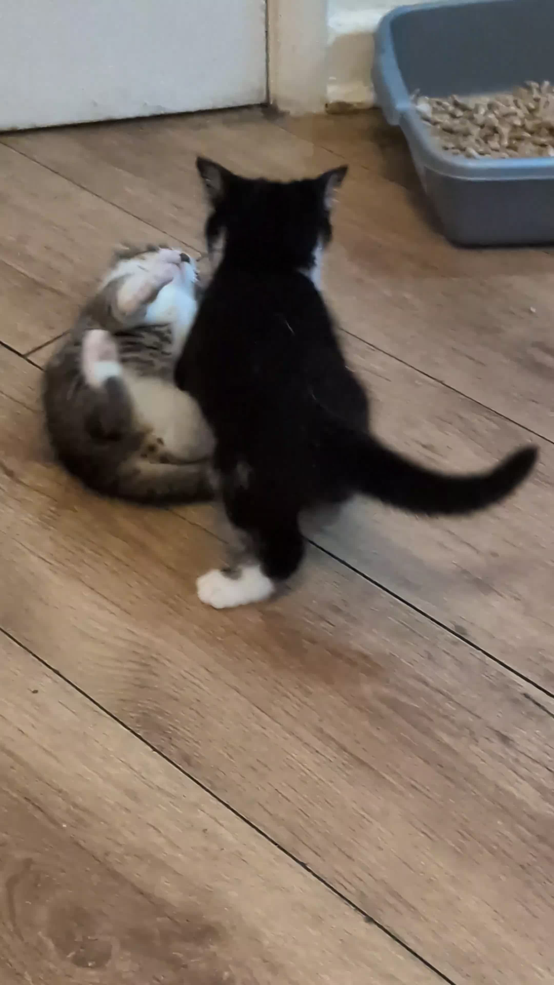 British Shorthair cats for sale: Two Tiny Best Friends Seeking a Forever Home! - Video 3