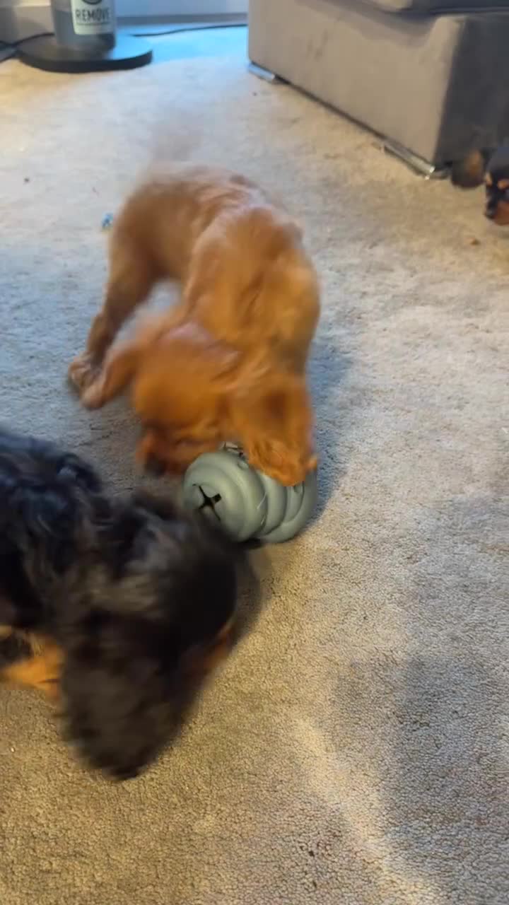 Cavalier King Charles Spaniel dogs for sale: ❤️ LAST PUP – Beautiful Cavalier Pups ❤️ - Video 5