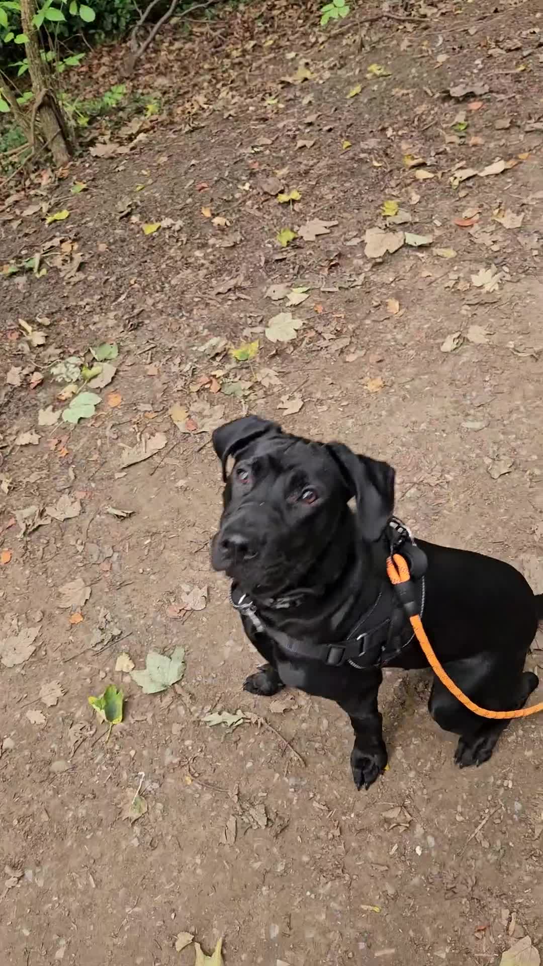 Mixed Breed dogs for sale: 9 month old black lab x staffy mix - Video 4