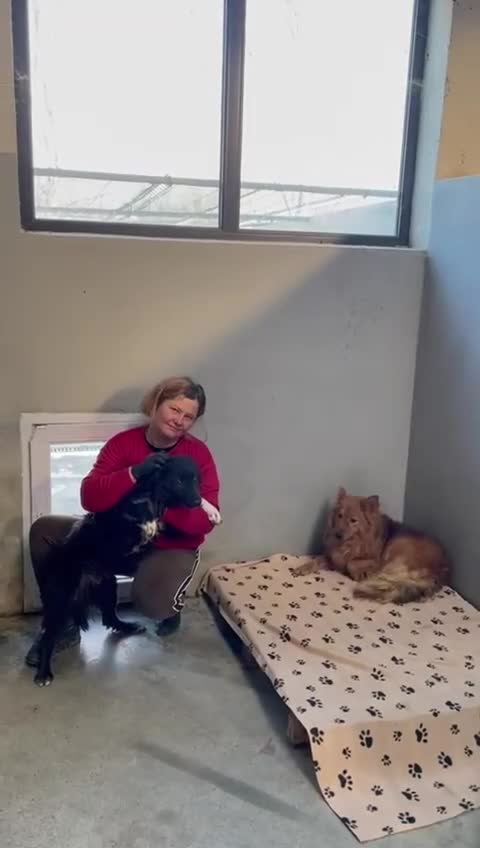 Mixed Breed dogs for adoption: MONTY & DAISY - example of Resilience & Friendship - Video 1