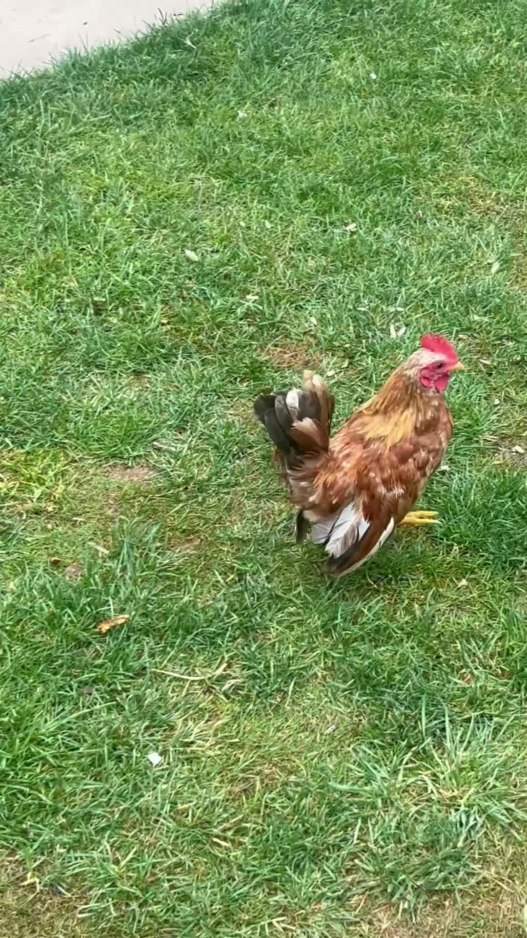 Chickens poultry for sale: Serama cockerel - Video 1