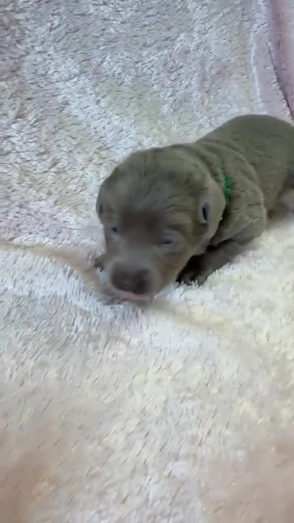 Labrador Retriever dogs for sale: RARE Stunning Silver & Charcoal Labrador Boy pups - Video 2