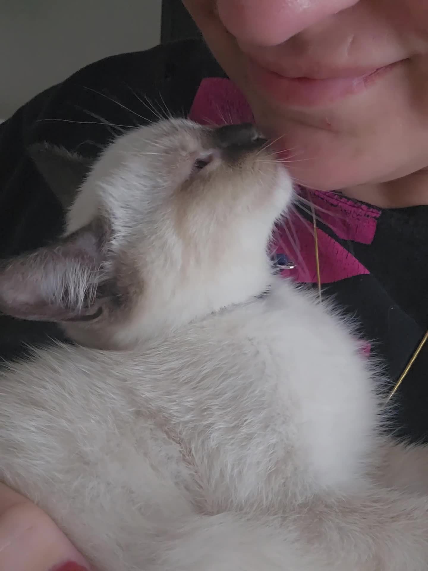 Ragdoll cats for sale: Friendly and playfull Ragdoll x  - Video 1