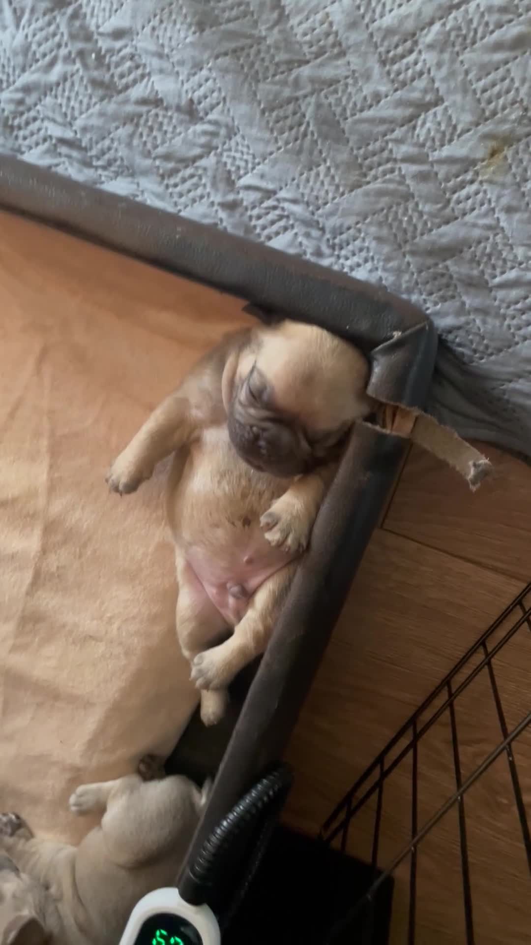 French Bulldog dogs for sale: 3 Stunning Baby Boy Frenchies in Rossendale - Video 1