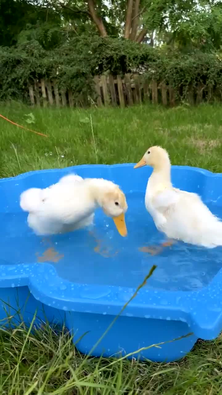 Ducks poultry for sale: 2 beautiful cherry valley ducks  in Wakefield - Video 1