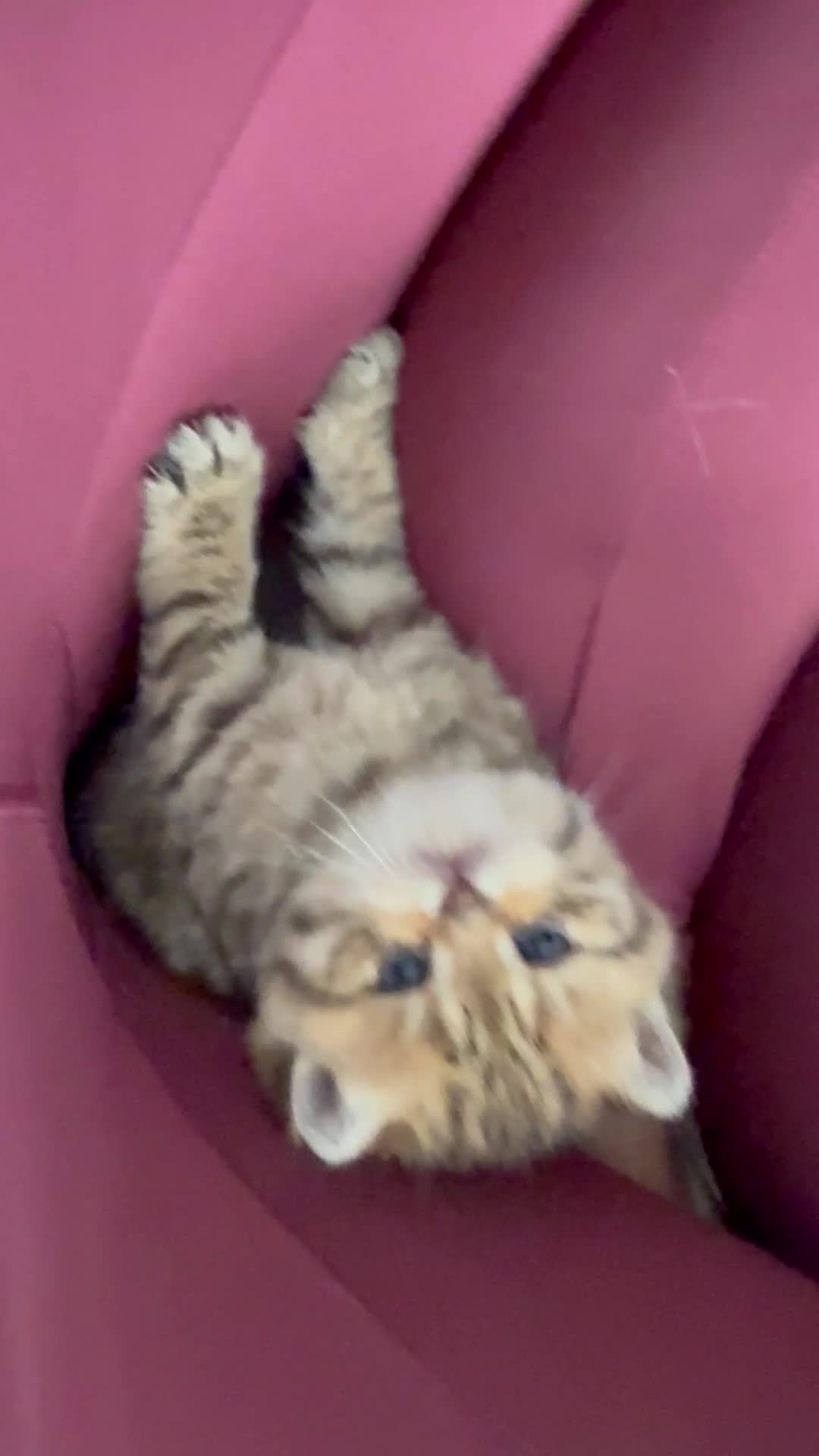British Shorthair cats for sale: Sired by Champion FIFE dad - Golden BSH kittens - Video 1