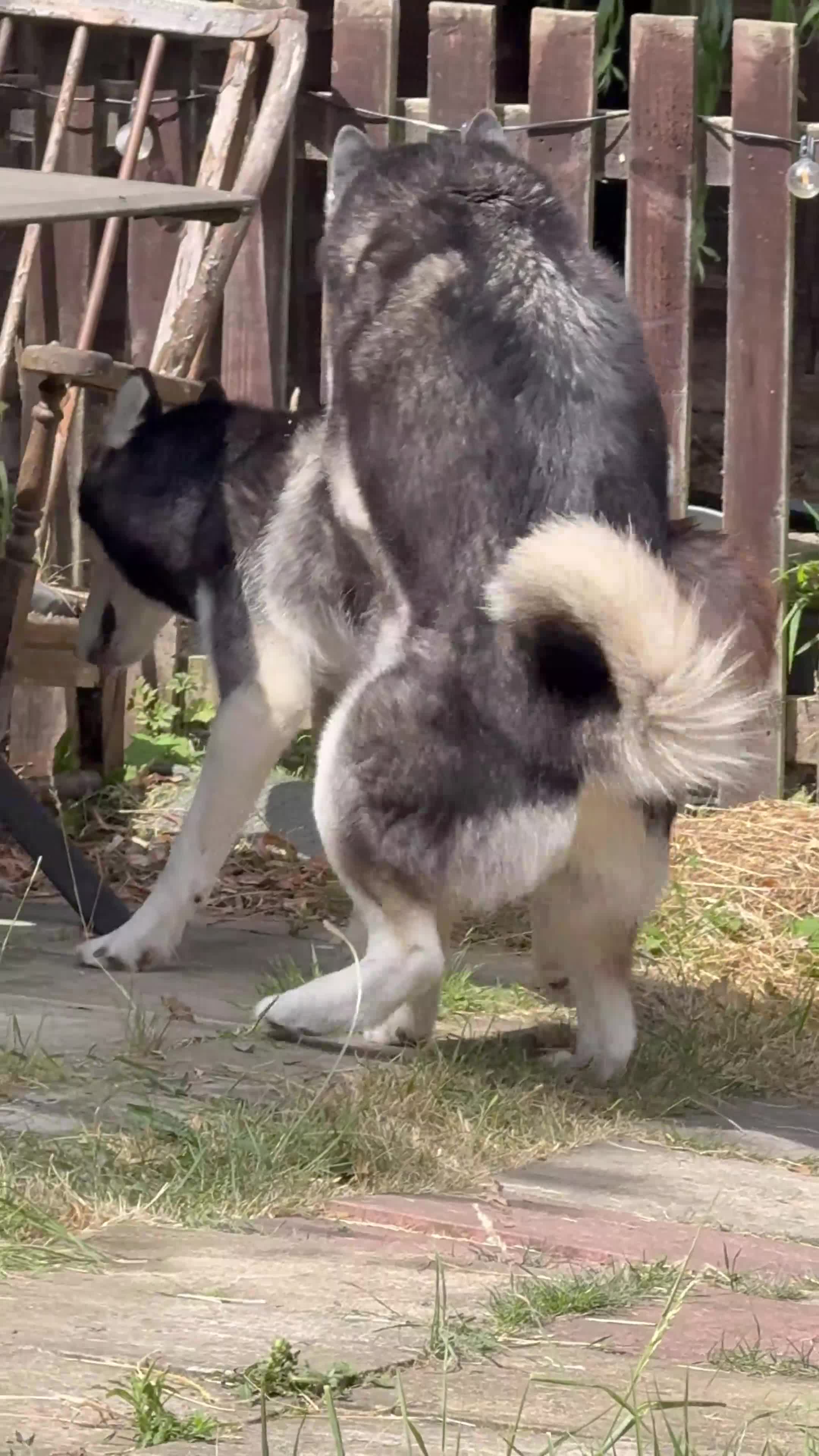 Siberian Husky dogs for stud: 🐺Lucky🐺 in Birmingham - Video 2