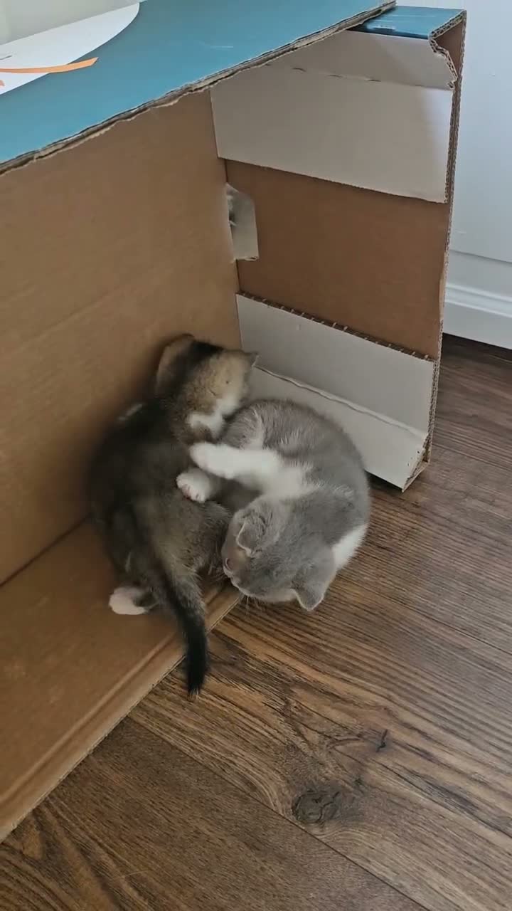 British Shorthair cats for sale: Gorgeous BSH Kittens Looking for Loving Homes! - Video 5
