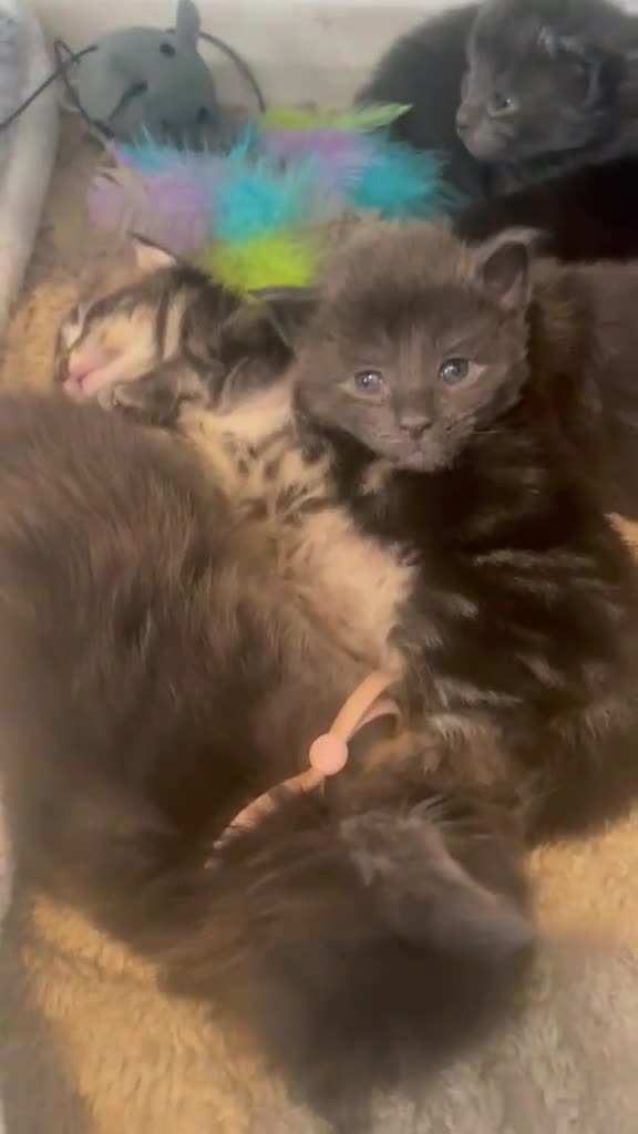 Maine Coon cats for stud: Elite GCCF & TICA Blue Silver Mackerel Tabby - Video 1