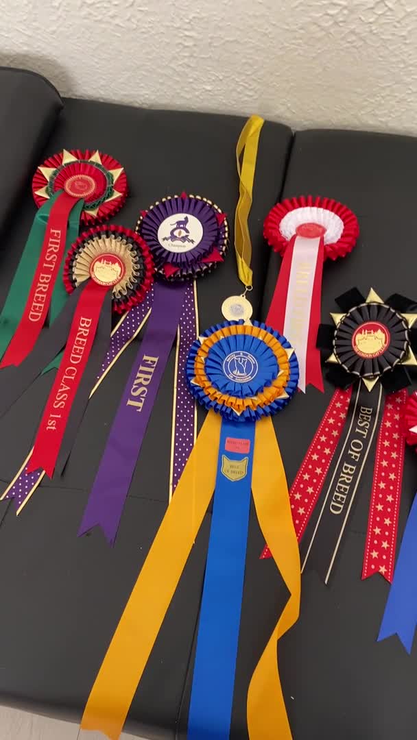 Siberian cats for stud: Grand Champion siberian stud service in London - Video 2