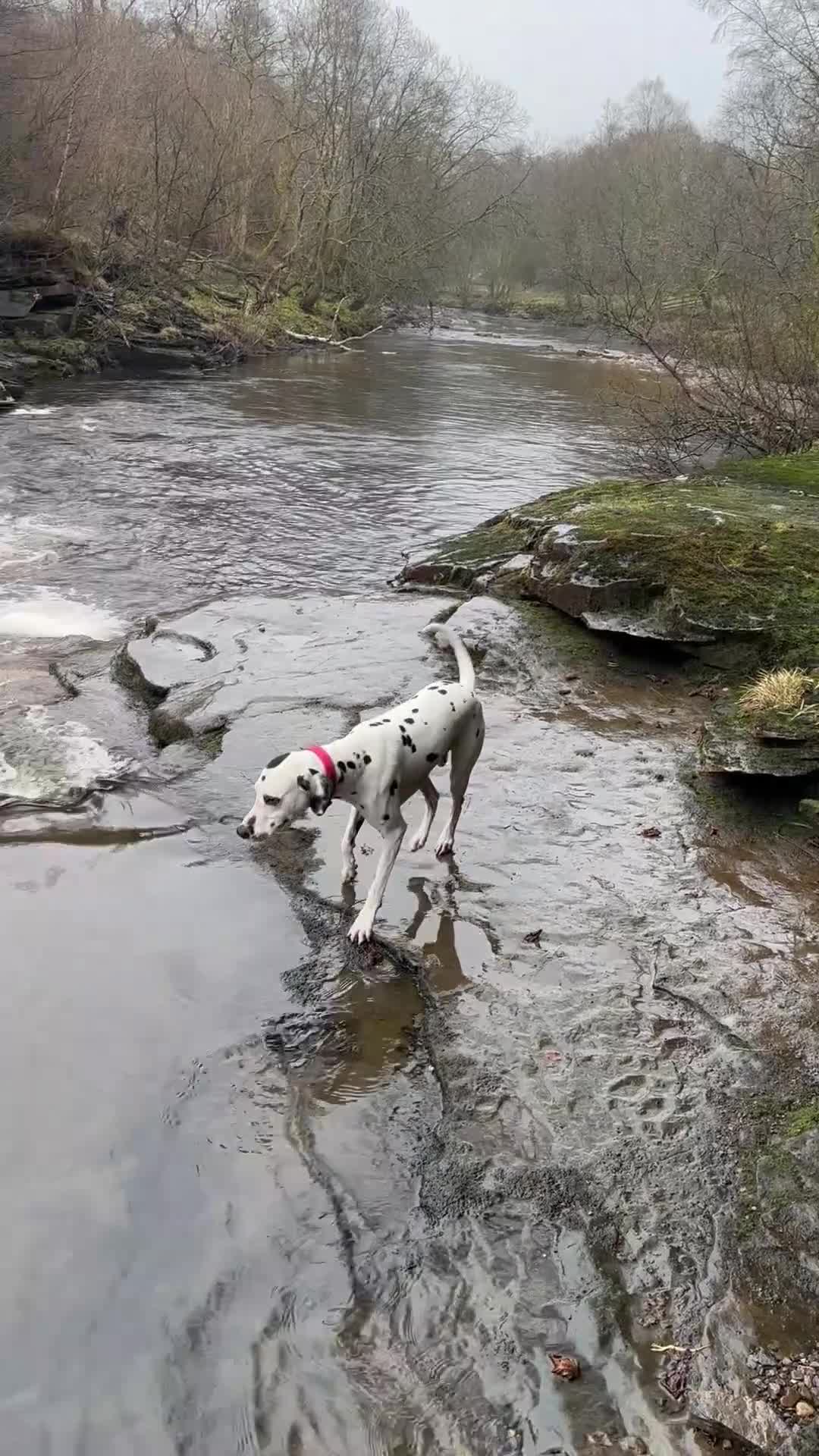 Dalmatian dogs for stud: For stud - KC Register handsome boy Pedigree   - Video 1