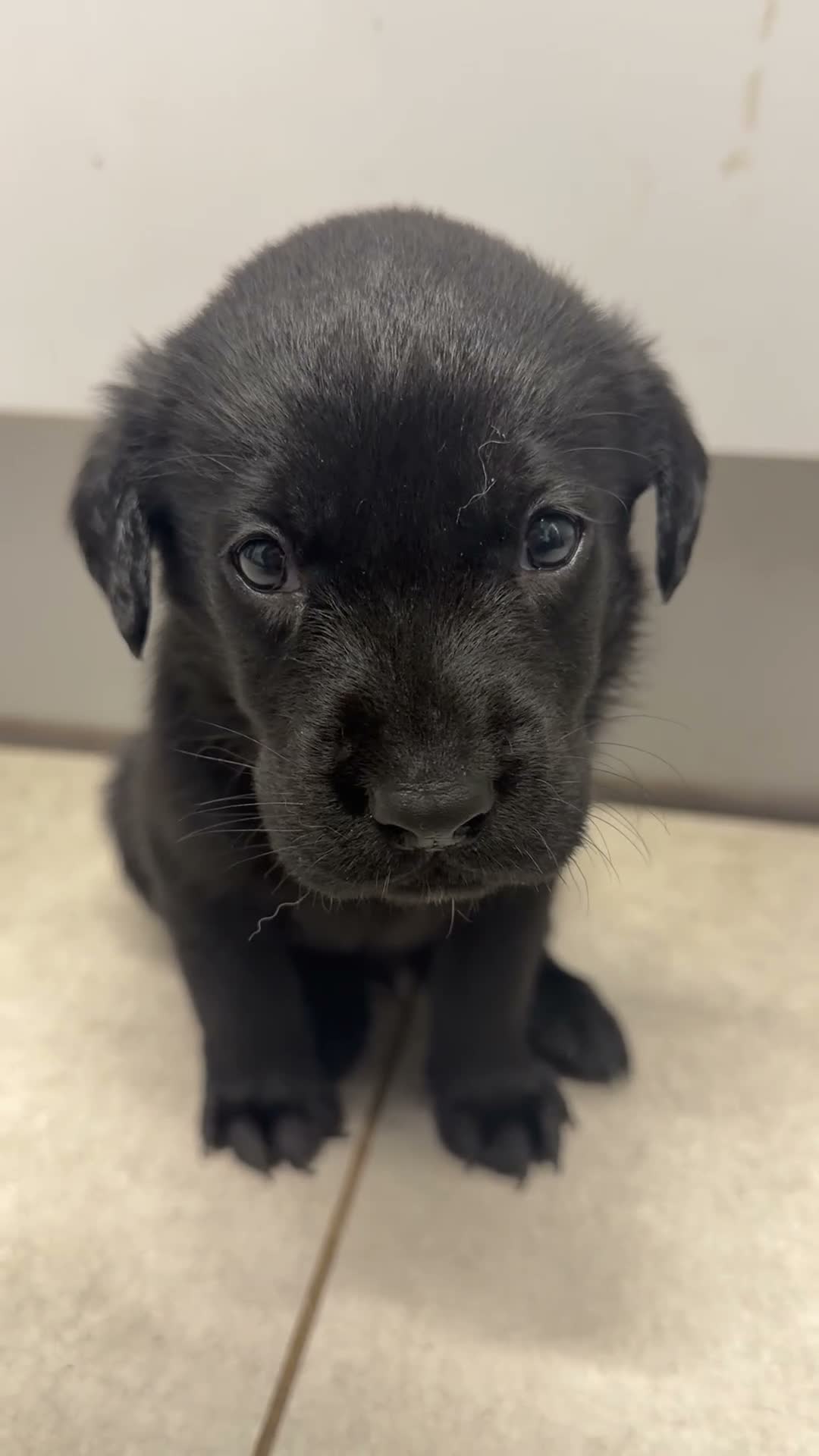 Labrador Retriever dogs for sale: Chunky black Labrador pups 💕 - Video 1