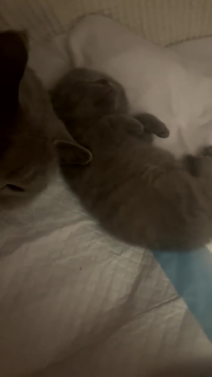 British Shorthair cats for sale: GCCF registered Champion bloodline BSH kittens - Video 2