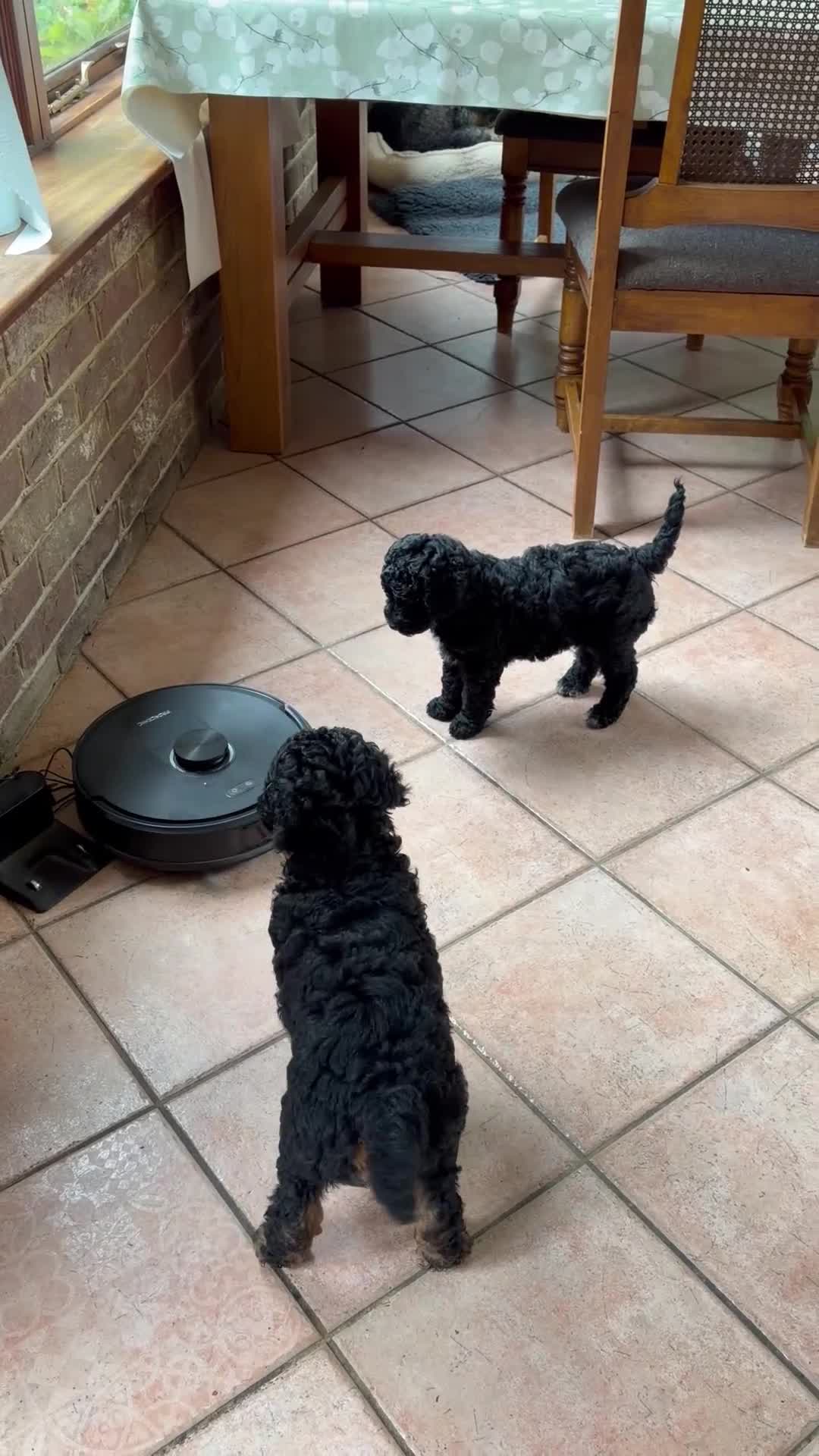 Mixed Breed dogs for sale: STUNNING AUSTRALIAN LABRADOODLE GIRL - Video 1